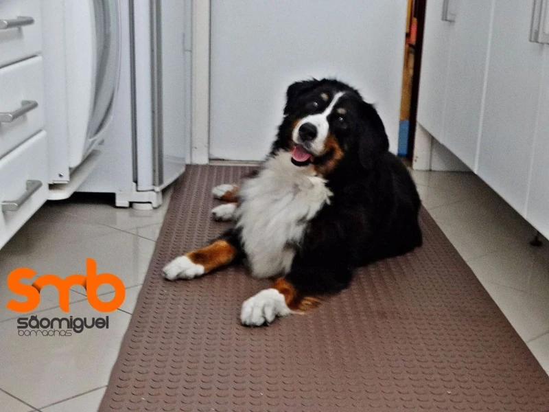 Imagem ilustrativa de Piso para cães